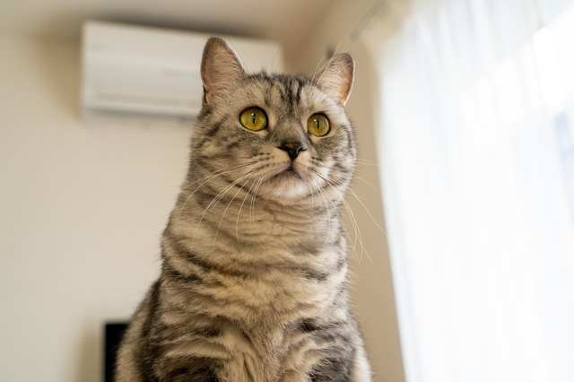 pixta_117374307_S.jpg