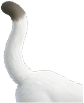 猫尻尾